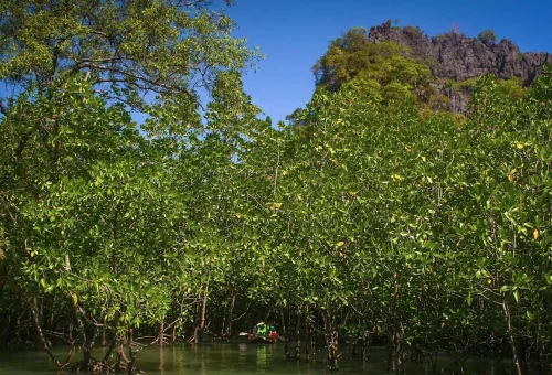 Peaceful mangrove swamp with winding waterways and lush green trees, explored during the early departure James Bond Island Tour from Phuket.