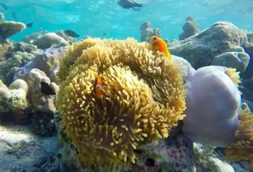 similan-island-tour-phuket-travel-store 31