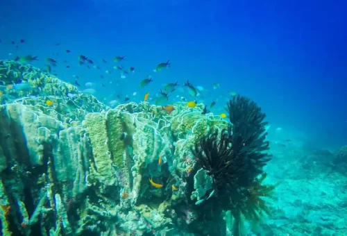 Similan Island Tour Phuket Travel Store 26