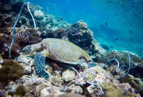 Similan Island Tour Phuket Travel Store 24