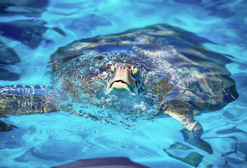 Snorkeler swimming alongside a sea turtle in the clear blue waters of Similan Islands, with coral reefs visible below.
