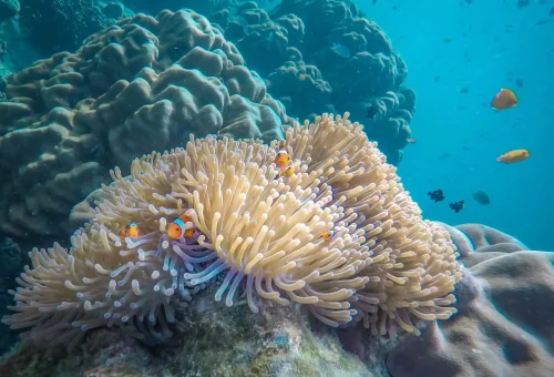 Snorkeler observing clownfish swimming among sea anemones in the clear waters of Similan Islands, Thailand.