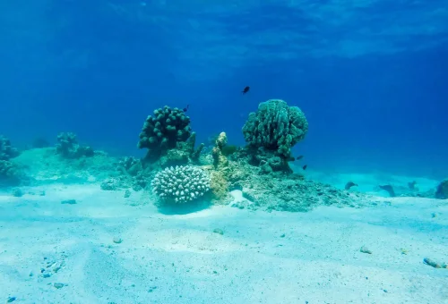 Colorful coral formations and tropical fish beneath the clear waters of Similan Island’s vibrant reef system
