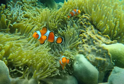 similan-island-tour-phuket-travel-store 4