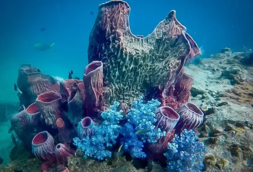 Colorful coral reefs teeming with tropical fish beneath the clear waters of Surin Island