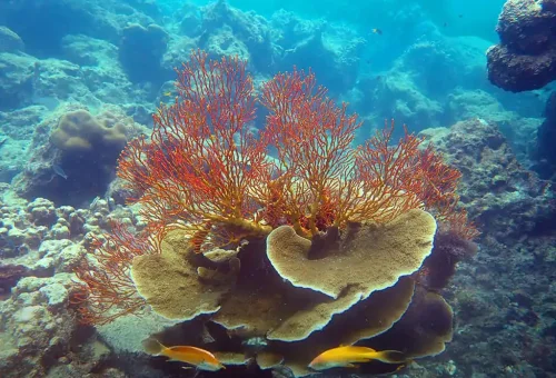 Vibrant underwater scene at Surin Island featuring colorful coral reefs, tropical fish, and crystal-clear water