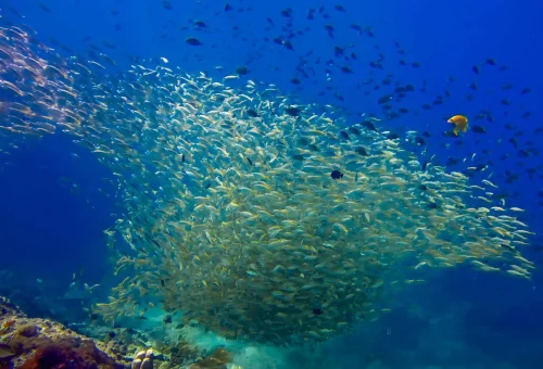 Snorkeler exploring vibrant coral reefs and tropical fish in the clear waters of Surin Island