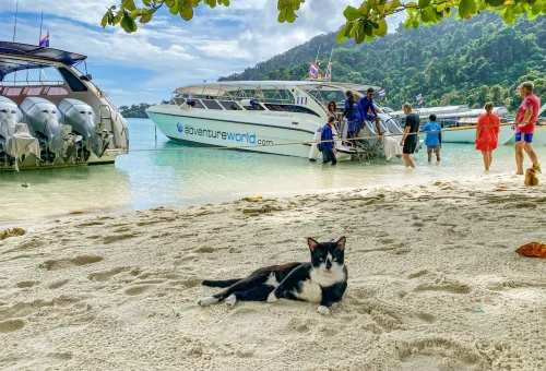 Peaceful beach on Surin Island with soft white sand, clear turquoise water, and lush green jungle in the background