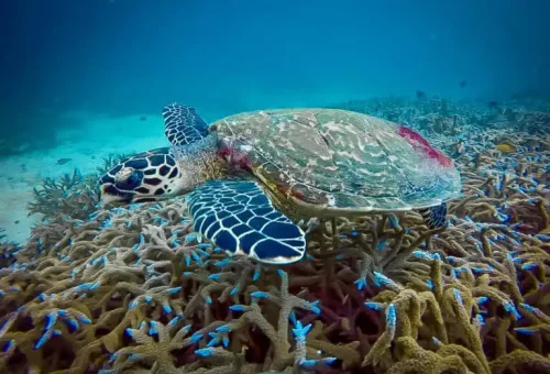 Colorful coral reefs and tropical fish beneath the clear waters of Surin Islands, showcasing vibrant marine biodiversity