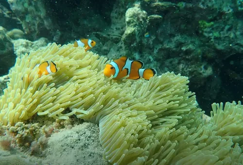 Underwater scene at Koh Rok with a snorkeler spotting a clownfish among vibrant coral reefs in clear turquoise water