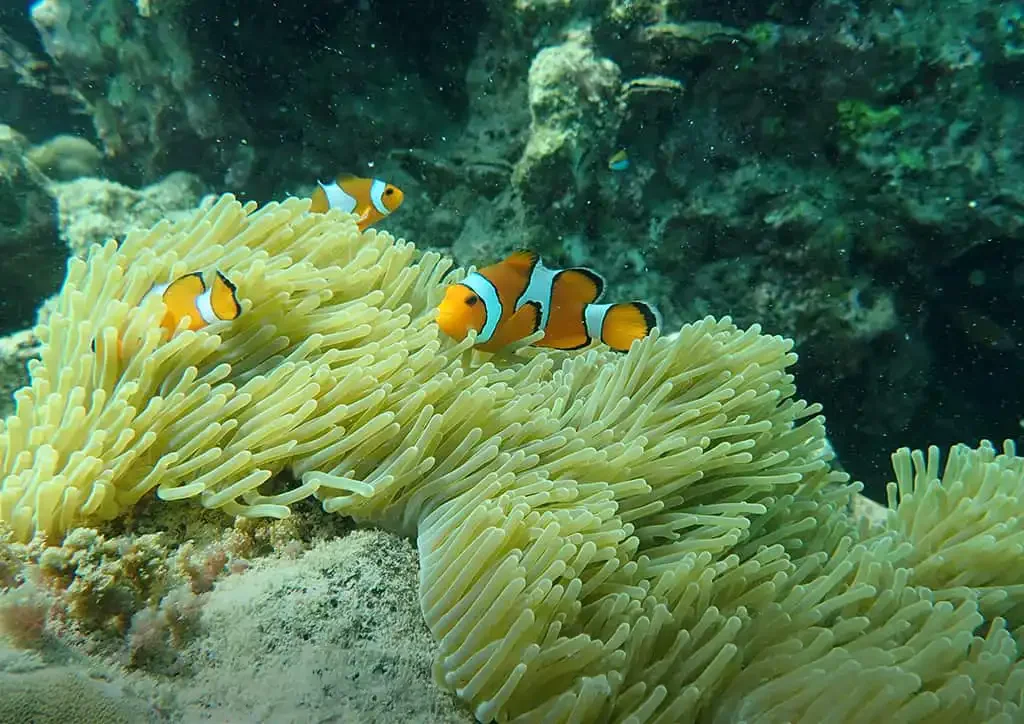 Underwater scene at Koh Rok with a snorkeler spotting a clownfish among vibrant coral reefs in clear turquoise water