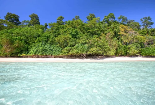 Pristine white sand beach at Koh Rok with clear turquoise water and tropical trees lining the shore