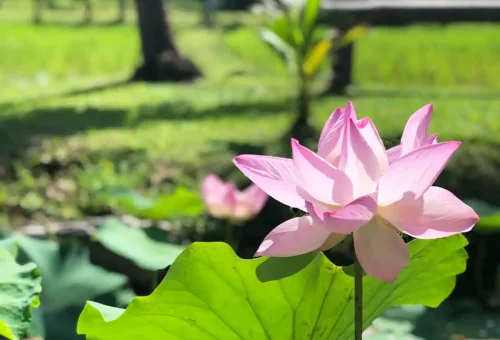 Lush tropical garden at Old Phuket Farm with colorful flowers, palm trees, and traditional Thai landscaping