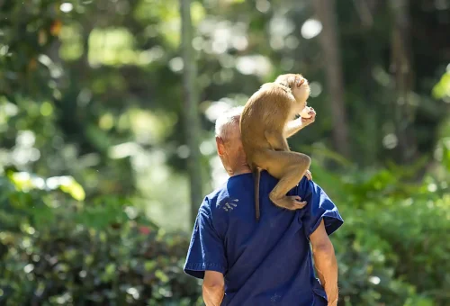 Trained monkey climbing a coconut tree at Old Phuket Farm, demonstrating traditional coconut harvesting techniques