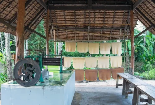 Traditional rubber tapping setup at Old Phuket Farm showing wooden tools and latex collection from rubber trees