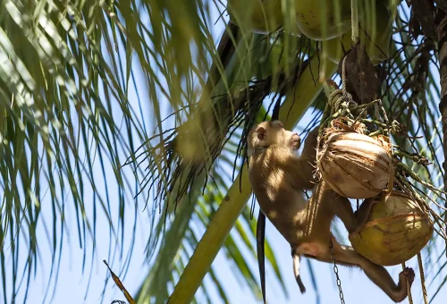 A trained monkey harvesting coconuts from a tall tree at Old Phuket Farm, showcasing traditional Thai farming methods