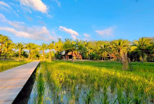 Traditional Thai farm setting at Old Phuket Farm with wooden houses, coconut trees, and cultural exhibits