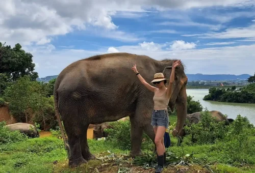 Peaceful elephant walking through natural forest trails at Bukit Elephant Park Phuket, featured by Phuket Travel Store