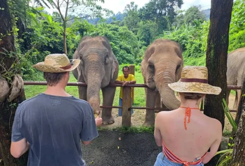 Caretaker walking alongside a large elephant at Bukit Elephant Park Phuket, surrounded by tropical greenery and natural pathways