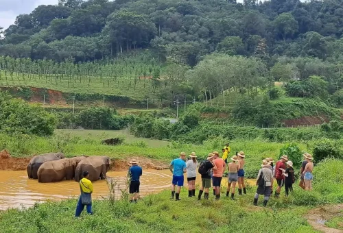 Elephant spraying water with its trunk while playing near a pond at Bukit Elephant Park Phuket, surrounded by lush jungle