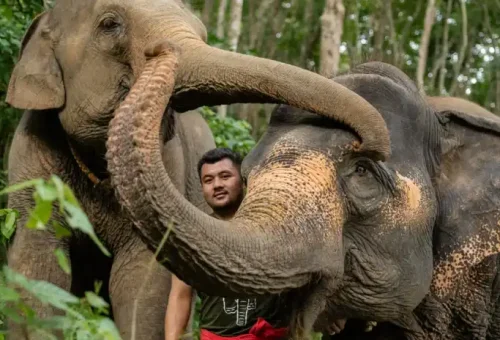 Phuket Elephant Conservation Phuket Travel Store 4