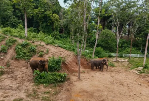 Visitors quietly observing elephants from a distance in a serene forest area at Phuket Elephant Conservation.