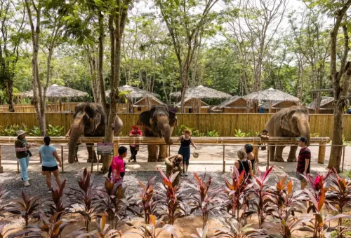 Visitor gently offering fruits to an elephant at Phuket Elephant Conservation, surrounded by greenery.