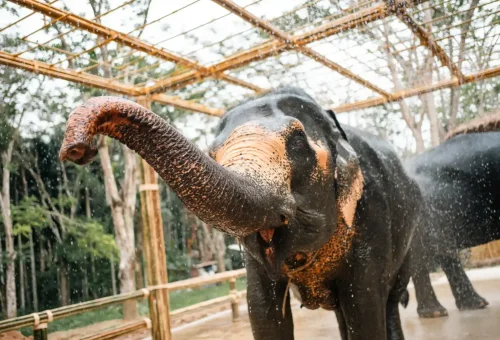 Elephant enjoying a refreshing shower with water splashing in a natural setting at Phuket Elephant Conservation.