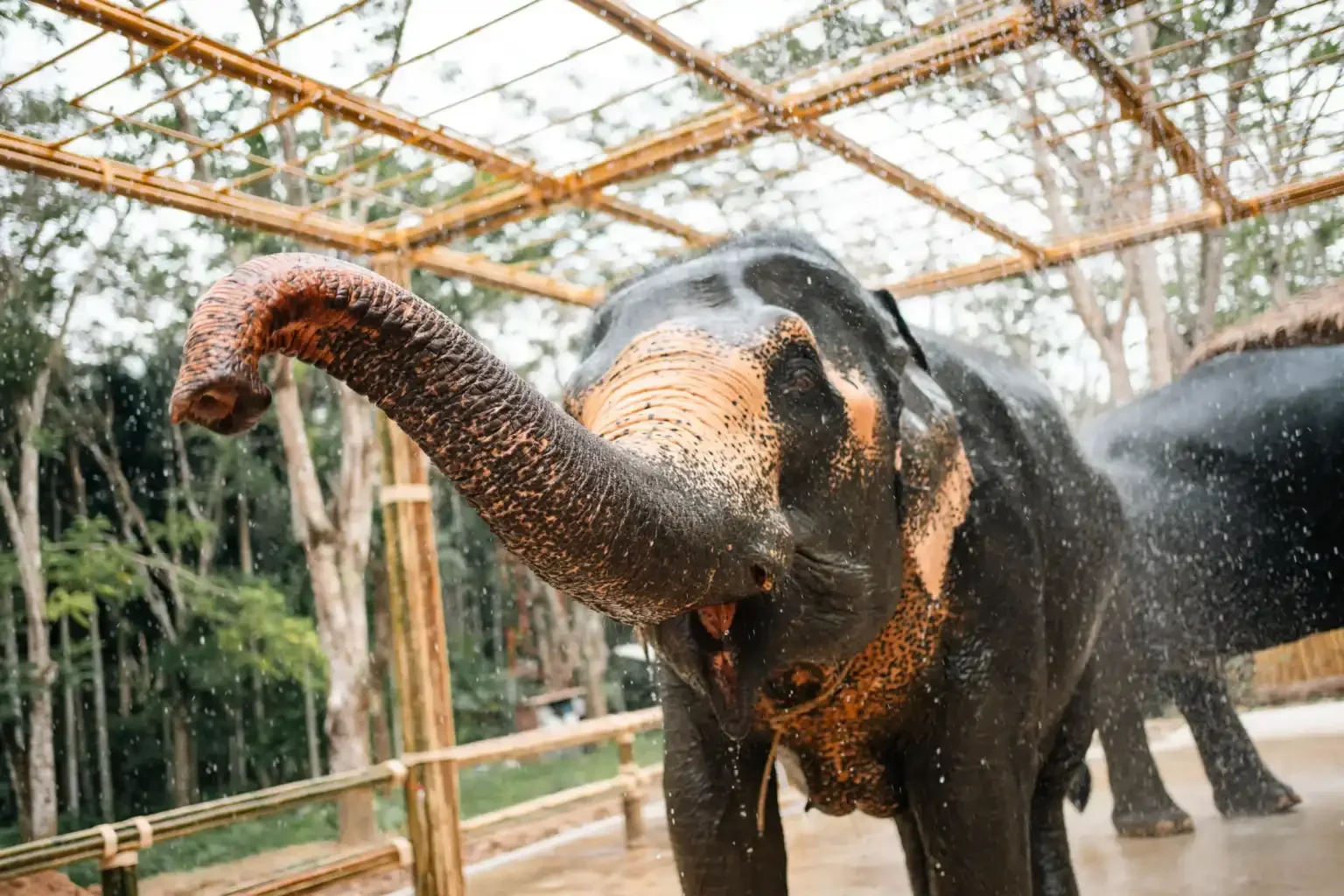 Phuket Elephant Conservation Phuket Travel Store 9