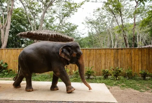 Phuket Elephant Conservation Phuket Travel Store 10