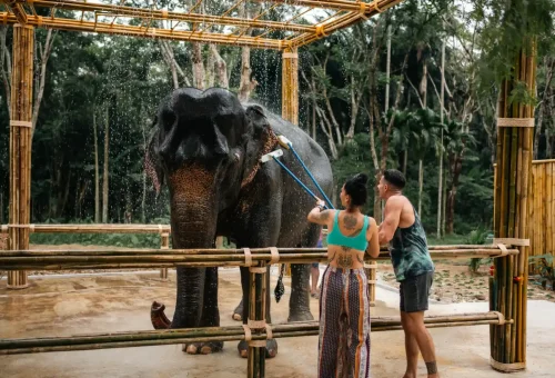 Caretaker gently scrubbing an elephant during bath time at Phuket Elephant Conservation.