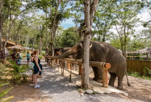 Visitor feeding a handmade energy ball to an elephant at Phuket Elephant Conservation.