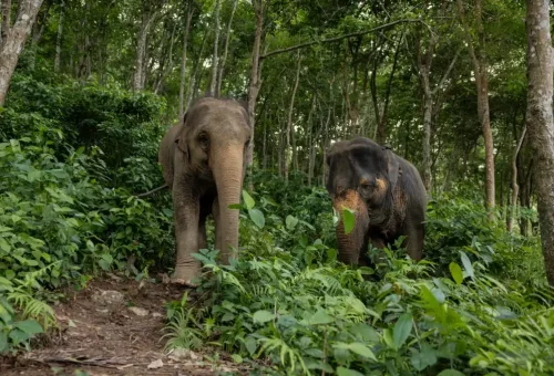 Phuket Elephant Conservation Phuket Travel Store 13
