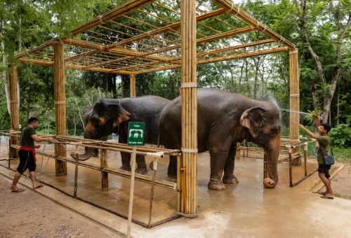 Phuket Elephant Conservation Phuket Travel Store 21