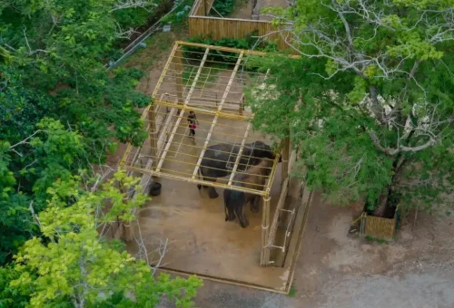 Drone shot of Phuket Elephant Conservation camp surrounded by forest and open space for elephants.