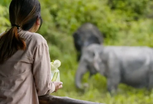 phuket-elephant-sanctuary-canopy-walkway-phuket-travel-store-1