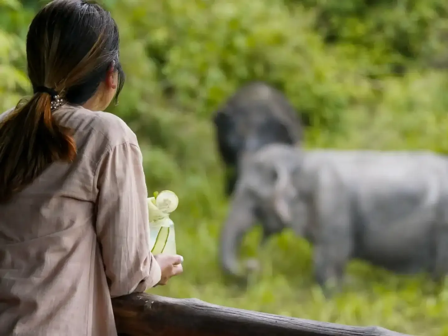 Phuket Elephant Sanctuary Canopy Walkway Phuket Travel Store 1