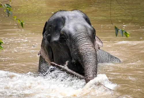 Phuket Elephant Sanctuary Canopy Walkway Phuket Travel Store 2
