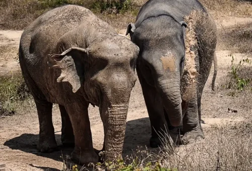 Phuket Elephant Sanctuary Canopy Walkway Phuket Travel Store 3