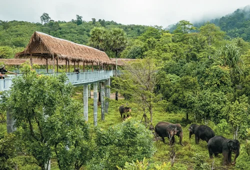 Phuket Elephant Sanctuary Canopy Walkway Phuket Travel Store 5