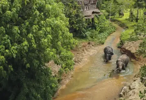 phuket-elephant-sanctuary-canopy-walkway-phuket-travel-store-8