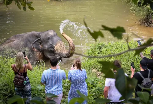 phuket-elephant-sanctuary-volunteer-phuket-travel-store-5