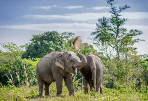 Volunteer quietly observing elephant behavior in a serene jungle setting at Phuket Elephant Sanctuary.