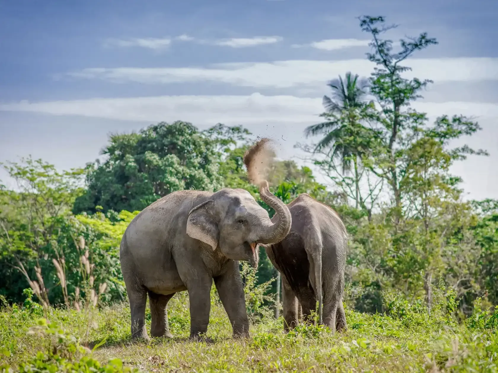Phuket Elephant Sanctuary Volunteer Phuket Travel Store 6