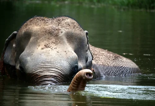Phuket Elephant Sanctuary Volunteer Phuket Travel Store 8