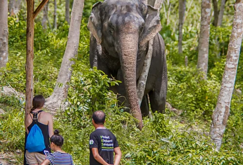 Volunteer observing an elephant walking freely through the jungle at Phuket Elephant Sanctuary.