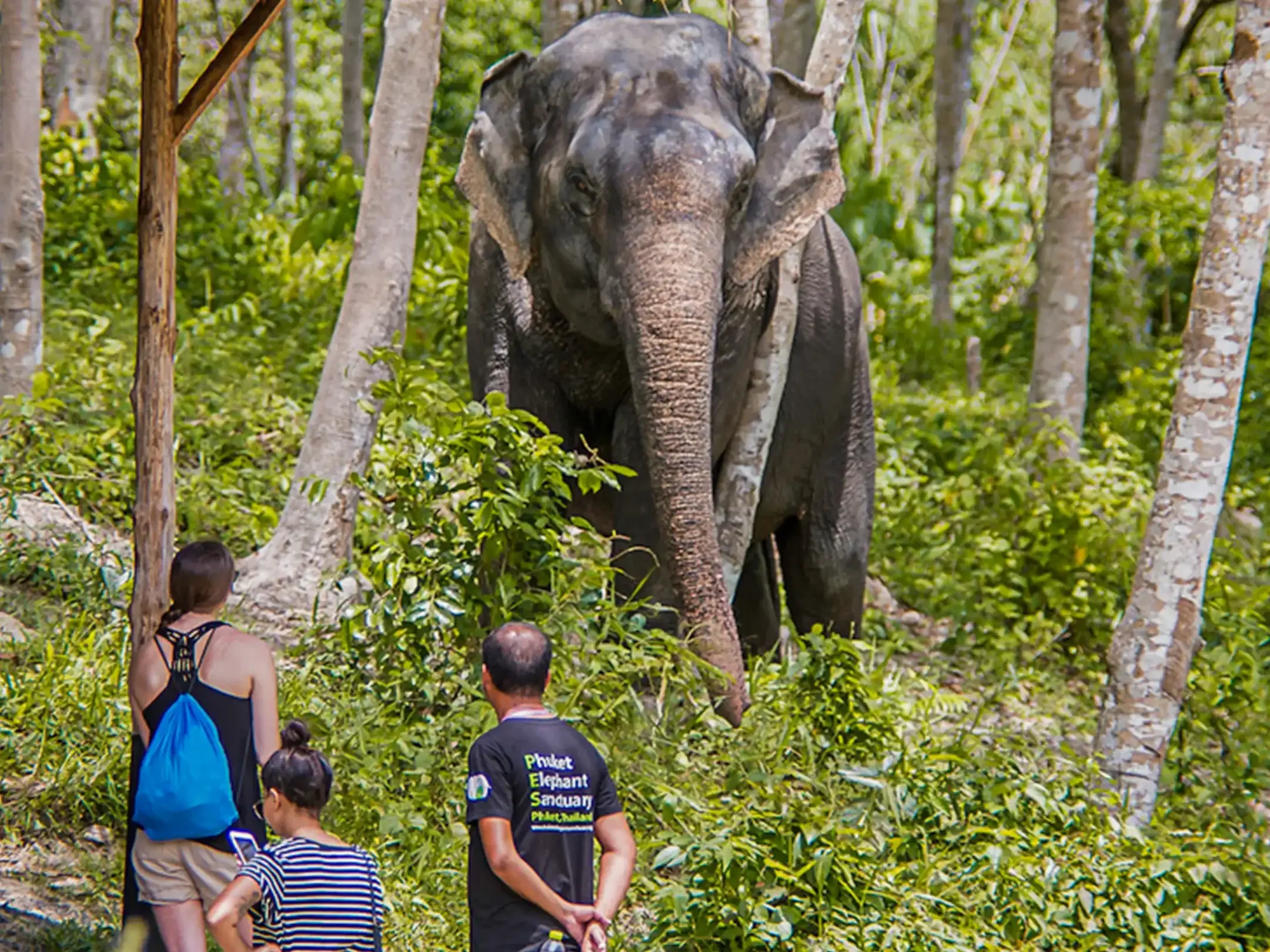 phuket-elephant-sanctuary-volunteer-phuket-travel-store-7