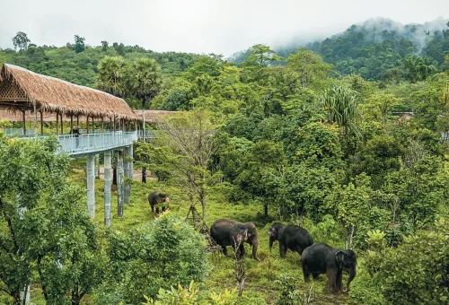 Volunteer witnessing elephants in their peaceful natural habitat at Phuket Elephant Sanctuary.
