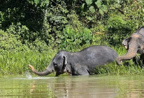 Phuket Elephant Sanctuary Full Day Phuket Travel Store  2