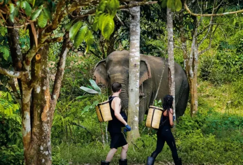 Phuket Elephant Sanctuary Full Day Phuket Travel Store 3